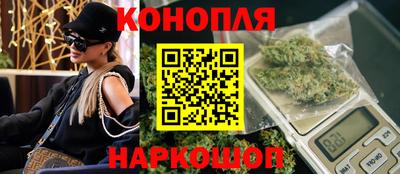 сатива Гай